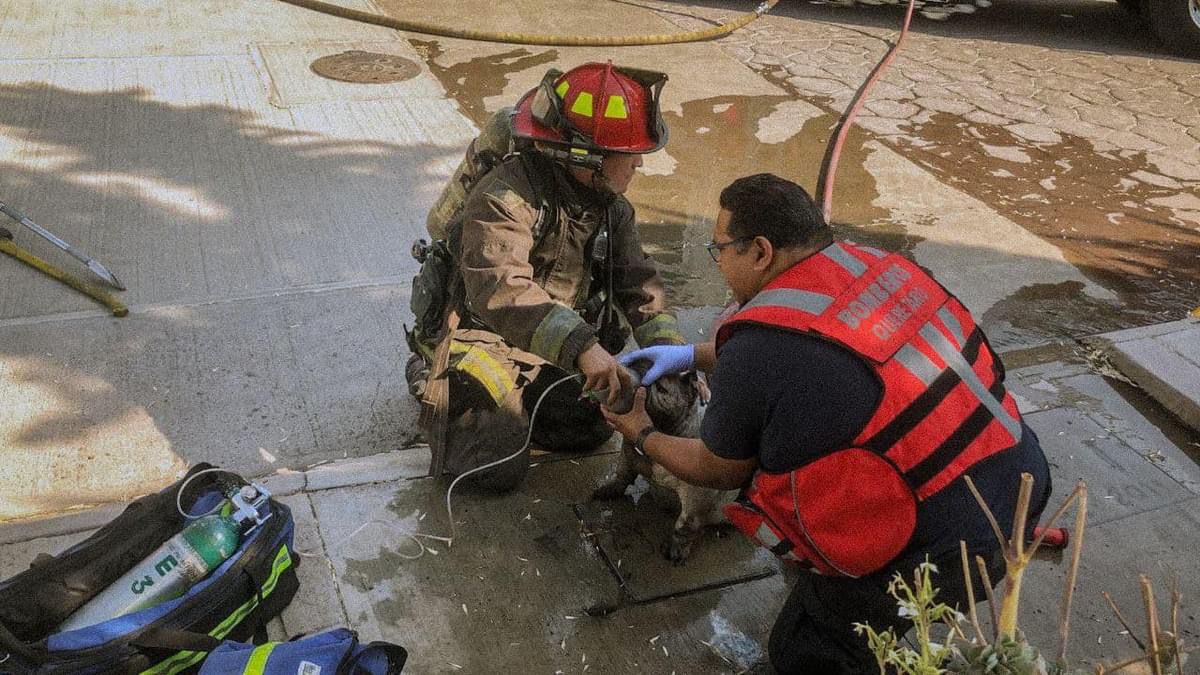 Rescatan a perrito tras incendio en vivienda de Milenio III - AlertaQro