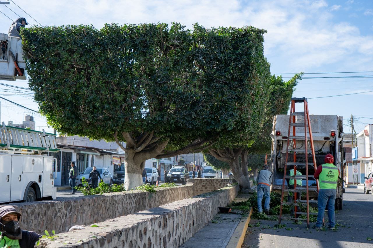 Supervisan trabajos de poda en avenida Gandhi en San Juan del Río ...