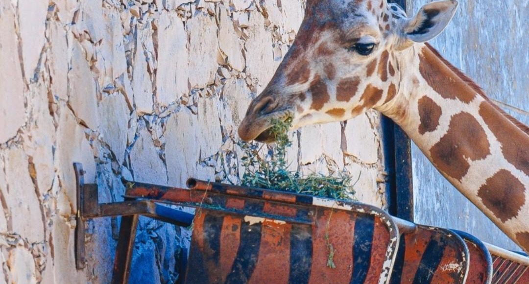 WhatsApp Image 2025-04-29 at 9.16.31 PM