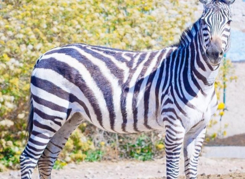 WhatsApp Image 2025-04-29 at 9.16.58 PM